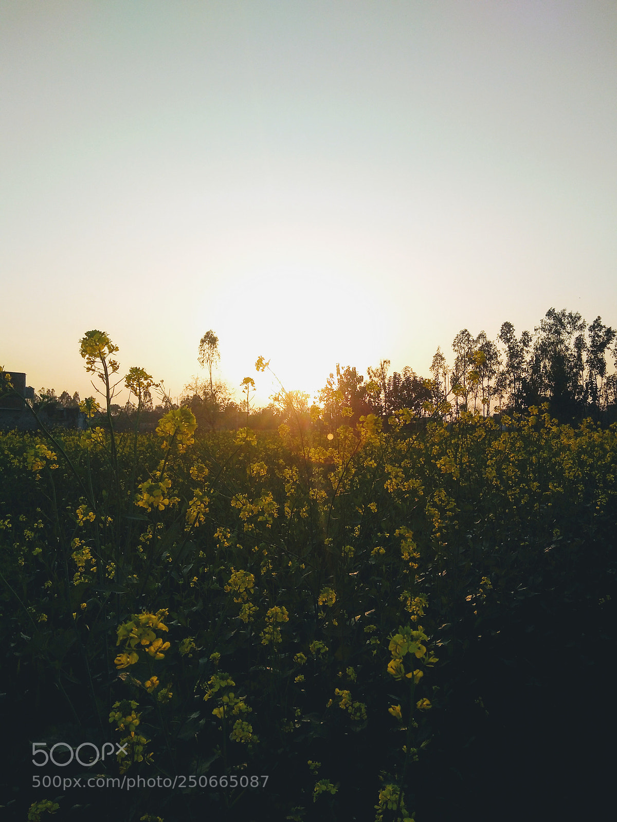 Motorola Moto G (5S) Plus sample photo. Chasing the sun. photography