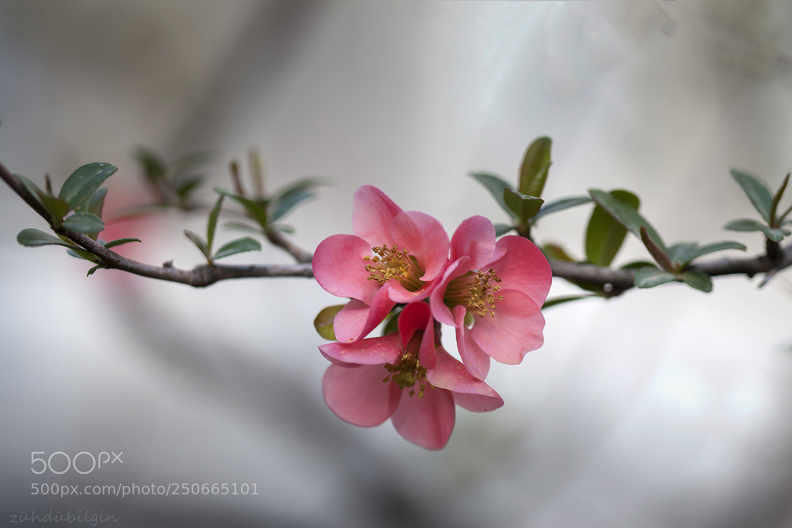 Canon EOS 5D Mark II sample photo. Pink photography