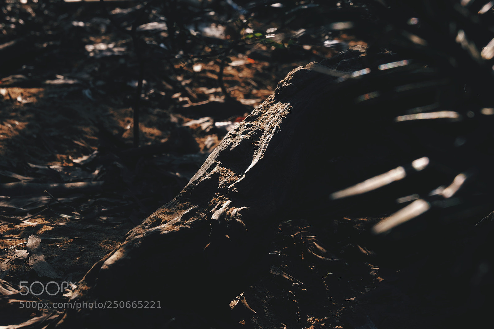 Fujifilm X-T1 sample photo. Untitled photography