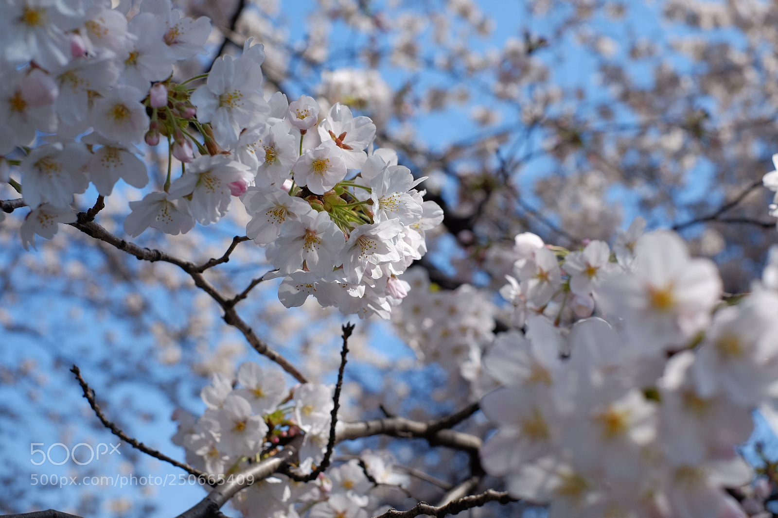 Fujifilm X-T10 sample photo. Spring has come photography