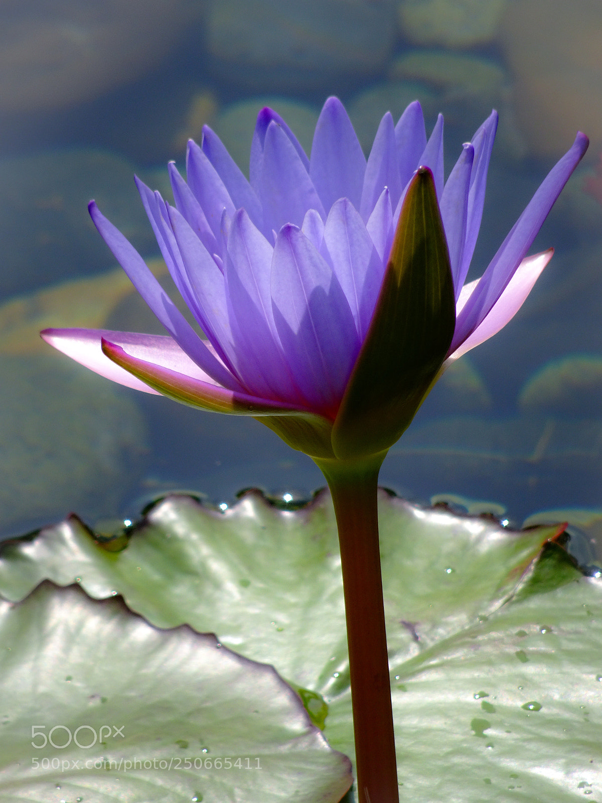 Sony Cyber-shot DSC-HX90V sample photo. Purple lotus photography