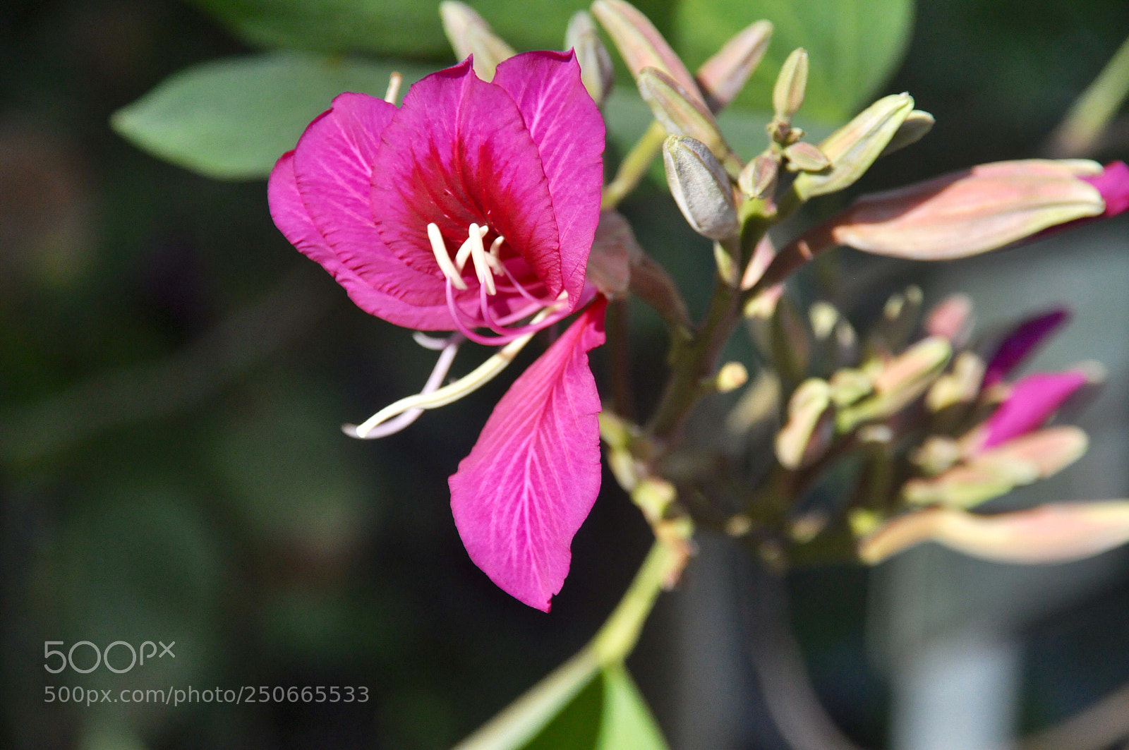Nikon D90 sample photo. Bohemia photography