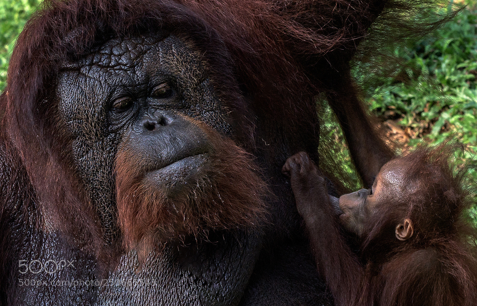 Nikon D810 sample photo. Baby orangutan suckling photography