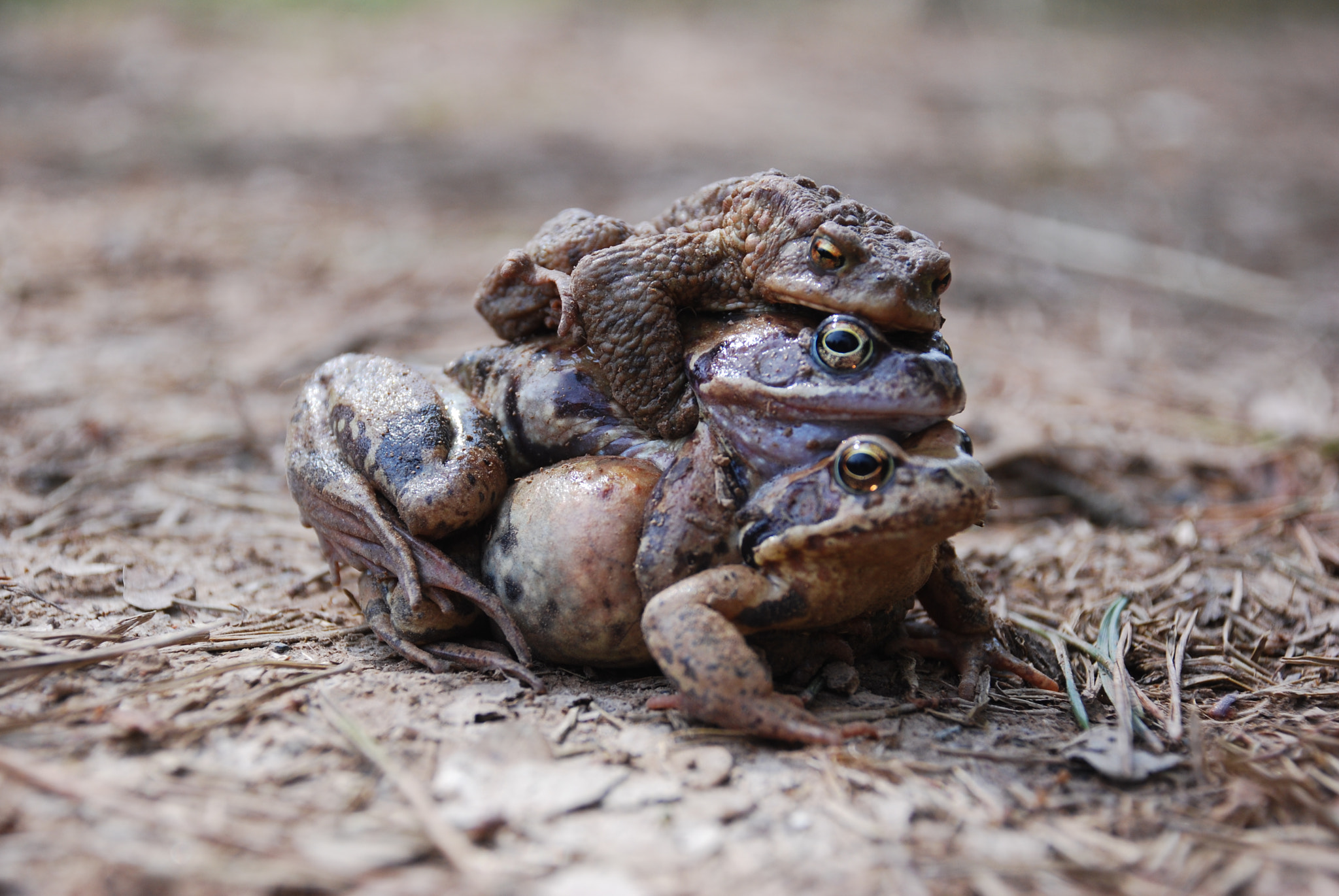 Nikon D40X sample photo. Common toad (bufo bufo) photography