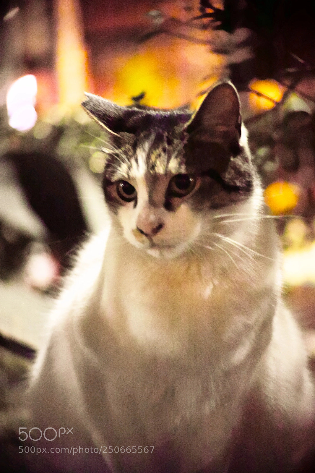 Sigma DP3 Merrill sample photo. Cat every day photography