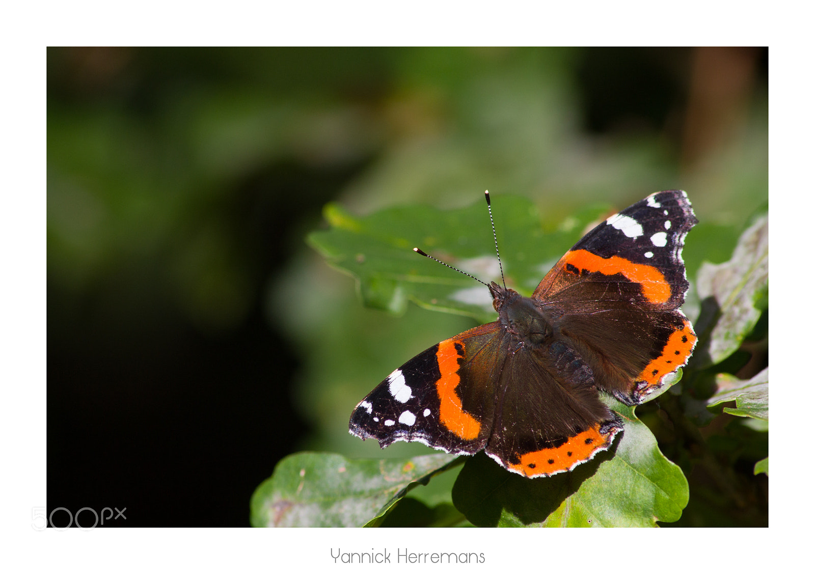 Canon EOS 1100D (EOS Rebel T3 / EOS Kiss X50) sample photo. Vulcain / red admiral photography