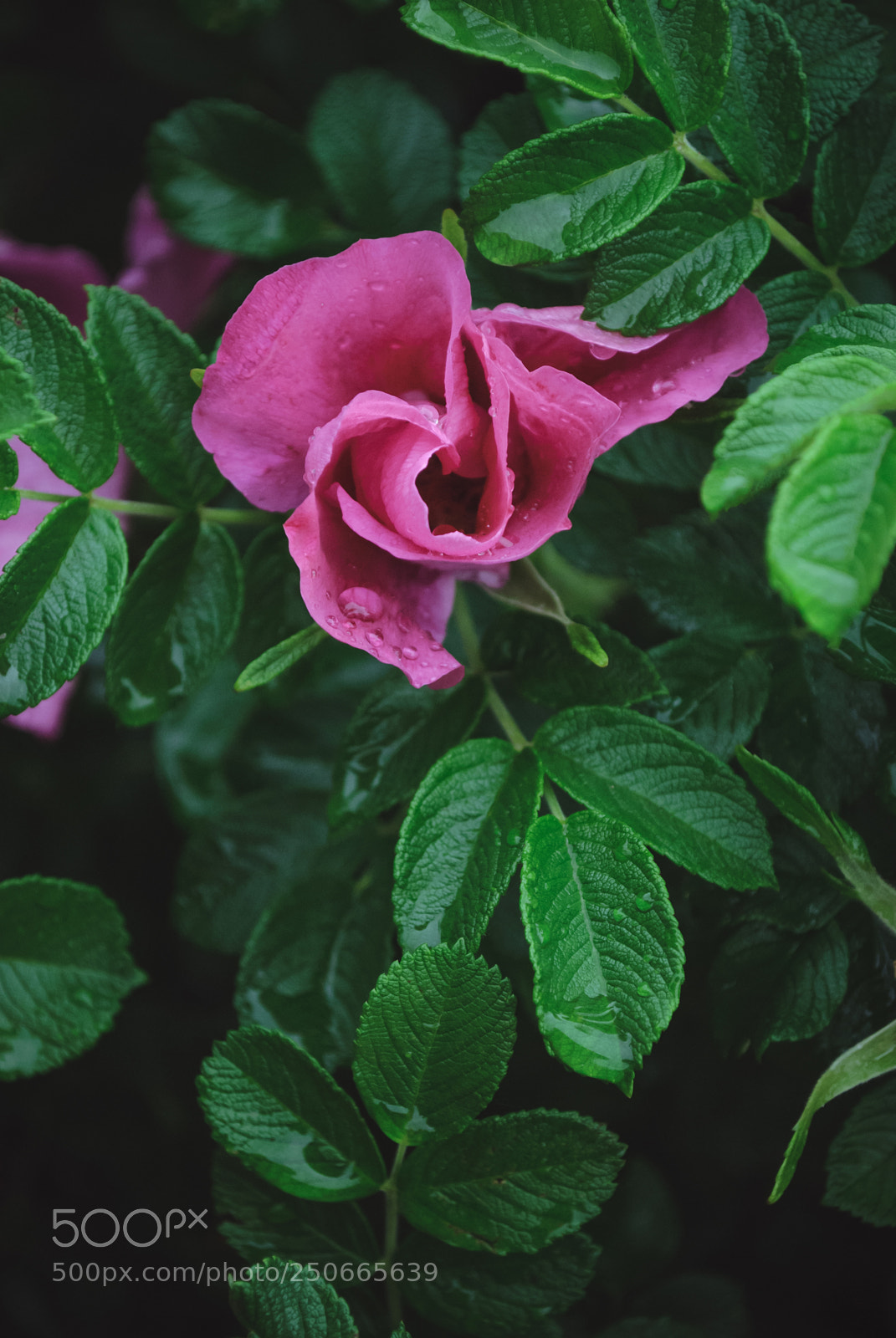 Nikon D3000 sample photo. Pink rose flower photography