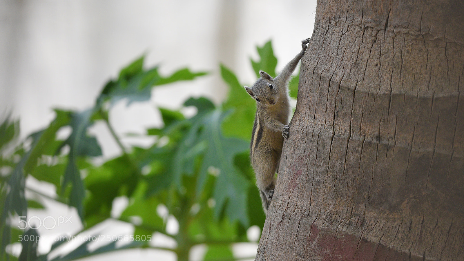 Nikon D750 sample photo. Indian squirrel photography