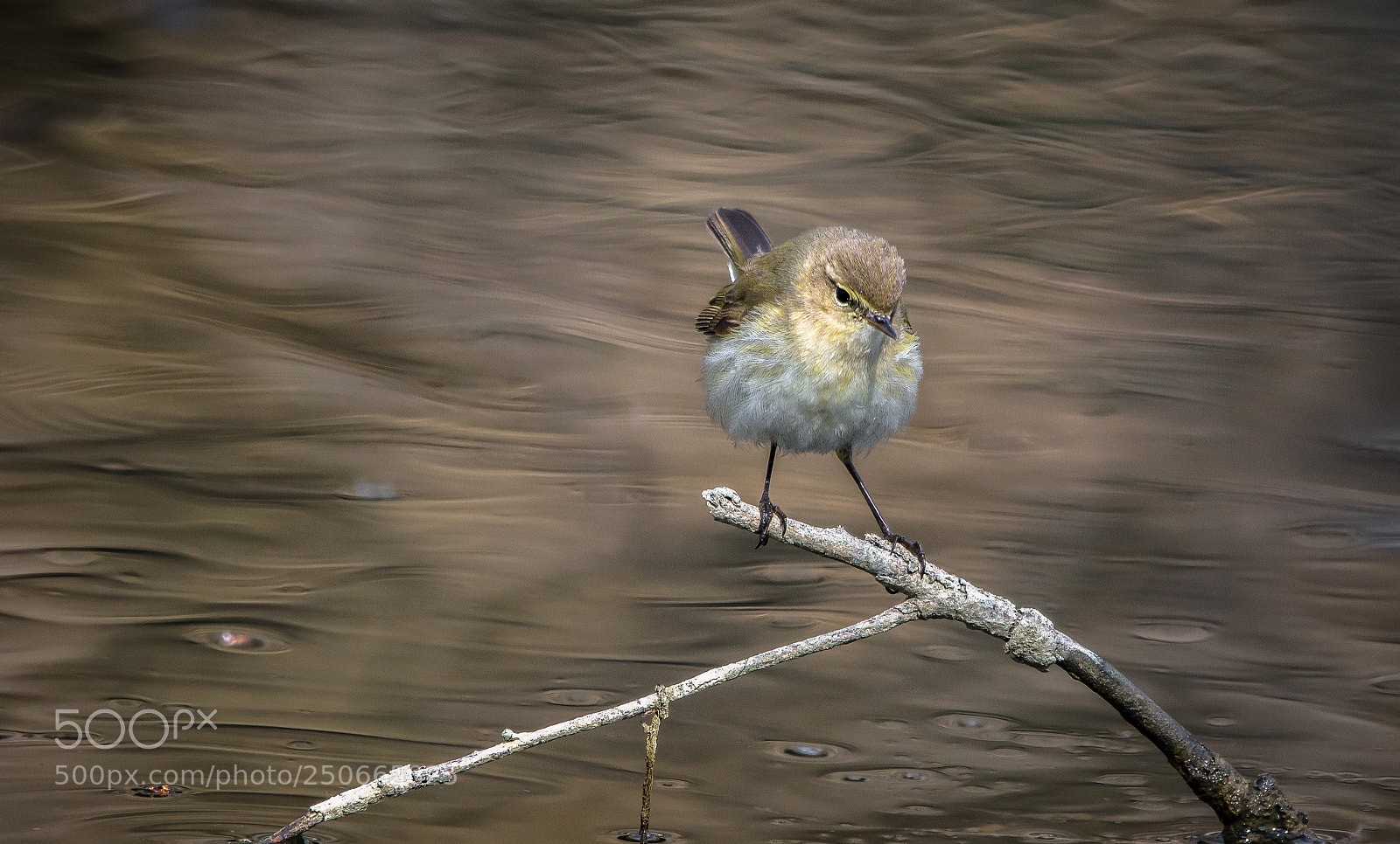 Nikon D7100 sample photo. Chiffchaff photography