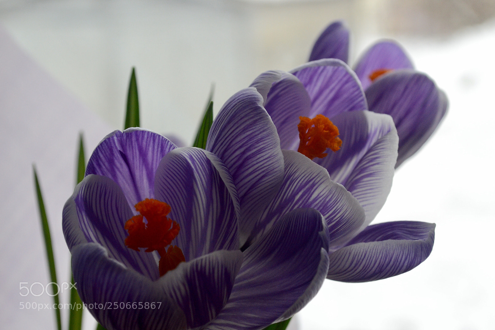 Nikon D3100 sample photo. Flowers  photography