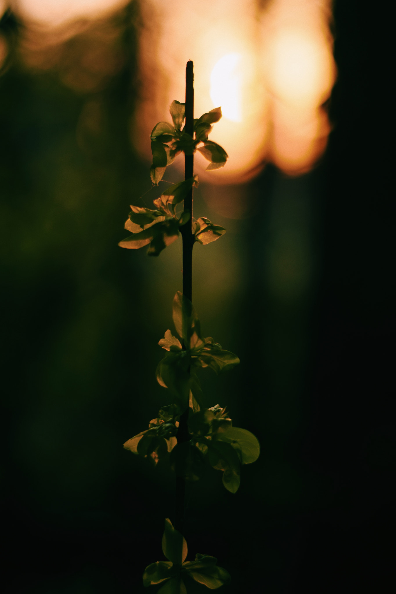 Nikon AF-S Nikkor 50mm F1.8G sample photo. Tranquility photography