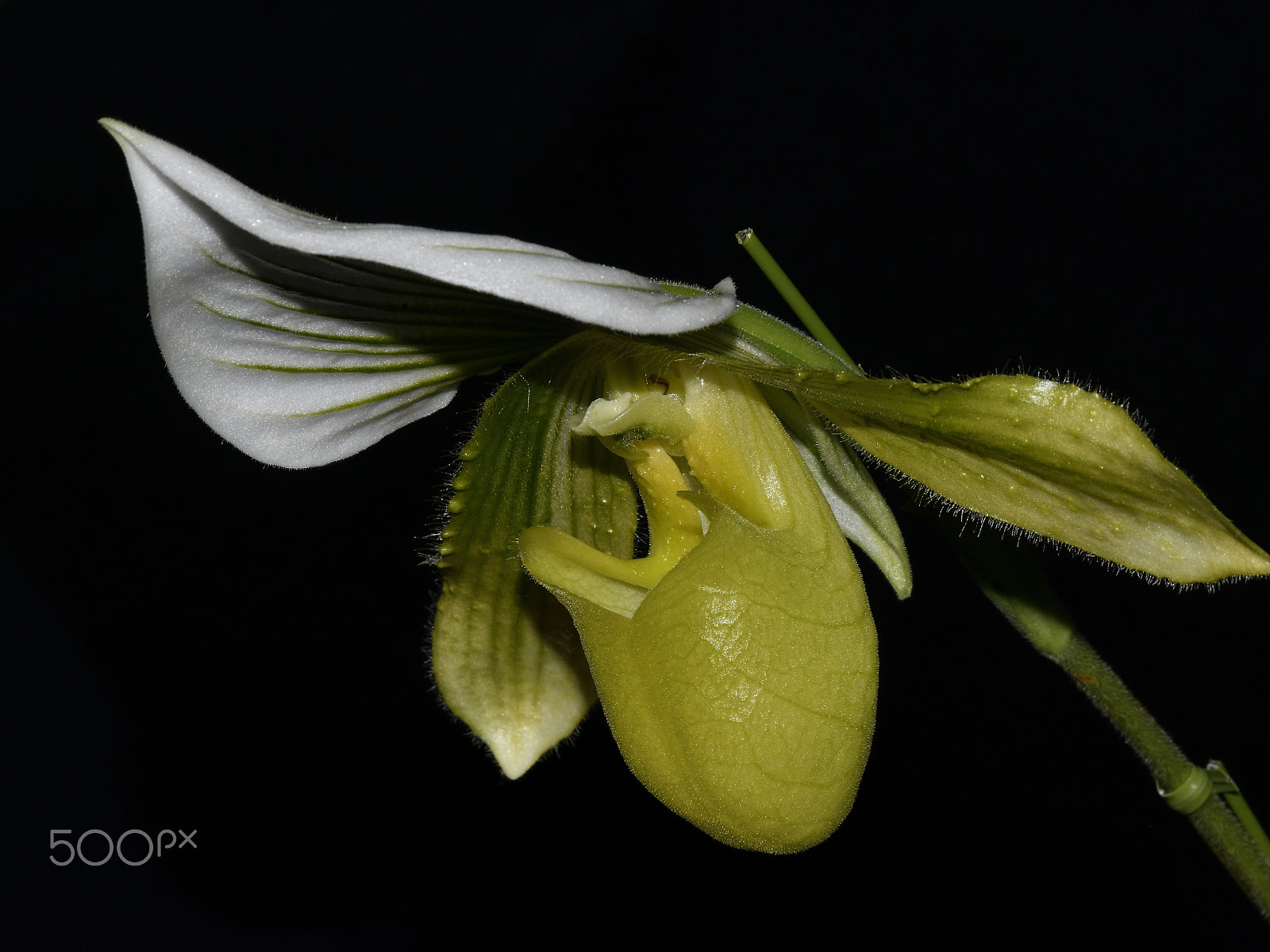 Nikon AF-S Micro-Nikkor 105mm F2.8G IF-ED VR sample photo. Kobe orcha exhibition photography