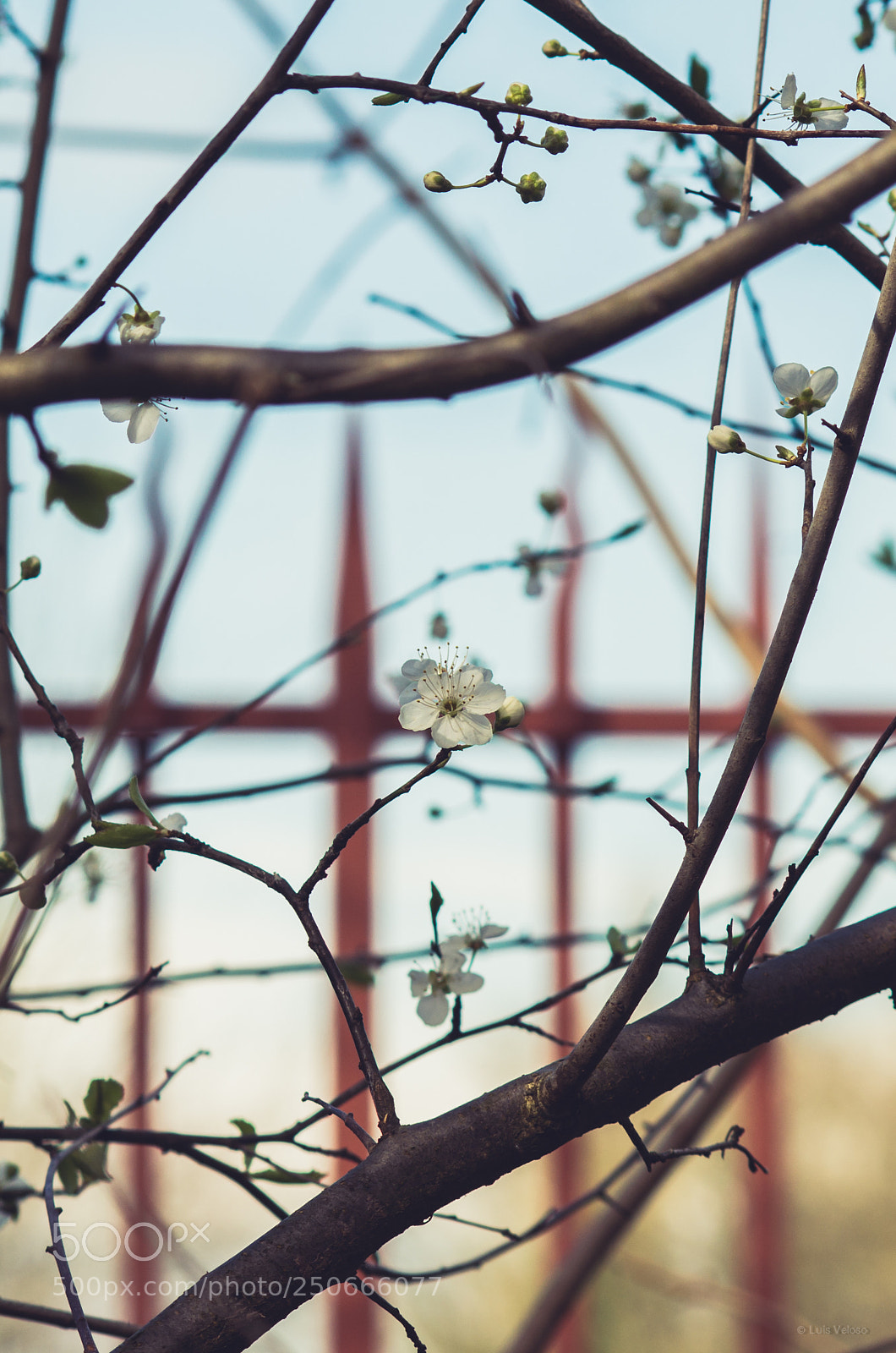 Pentax K-30 sample photo. Spring portrait photography