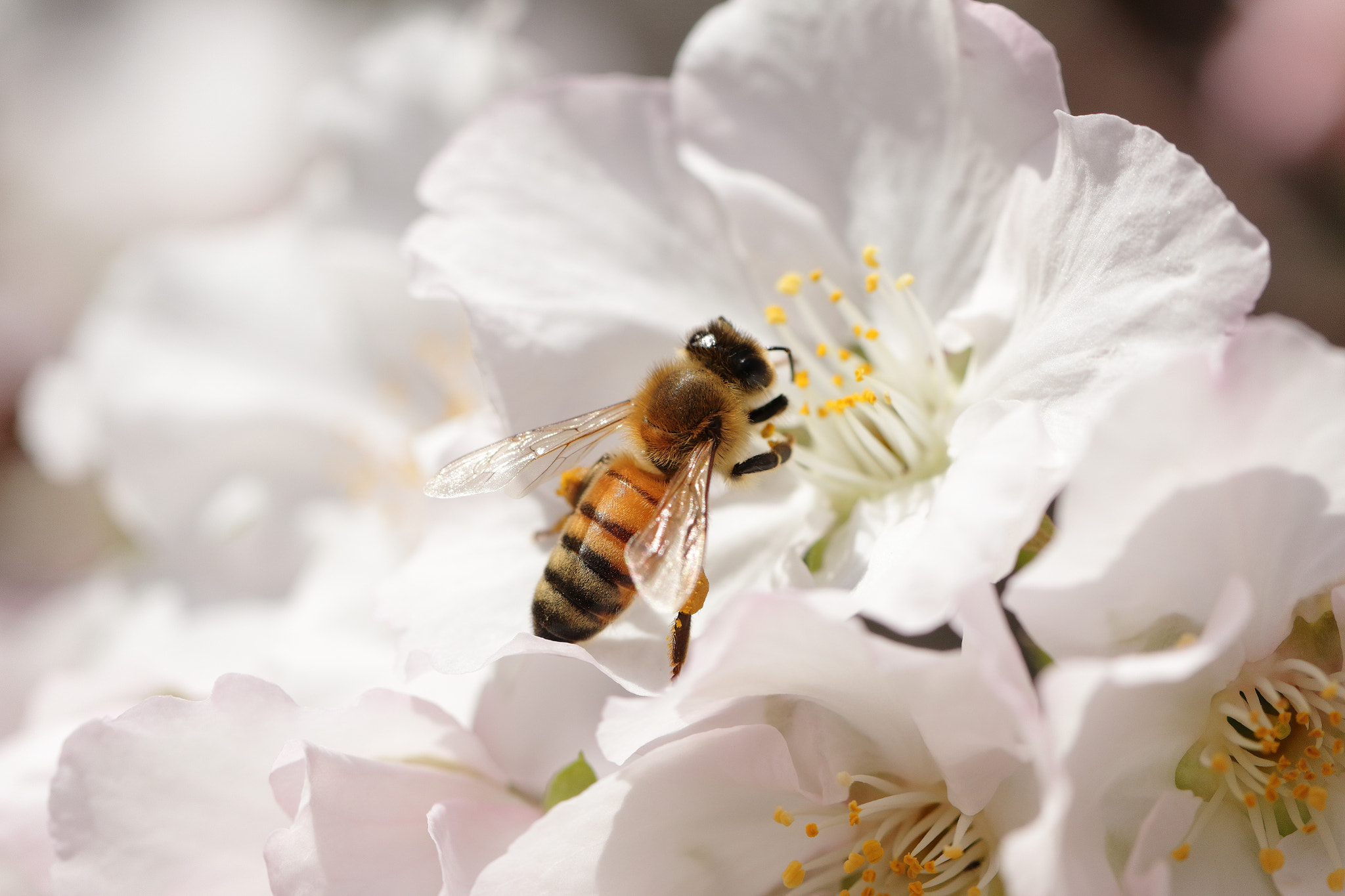 Canon EF 100mm F2.8L Macro IS USM sample photo. Img_4270m honey bee photography