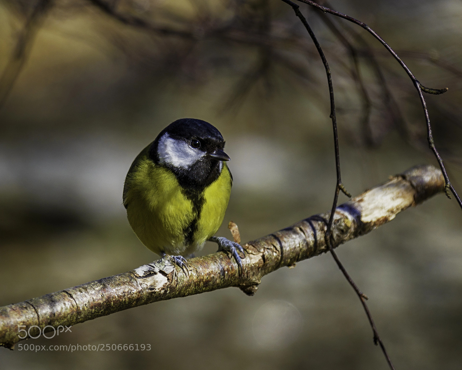 Nikon D800 sample photo. Parus major photography