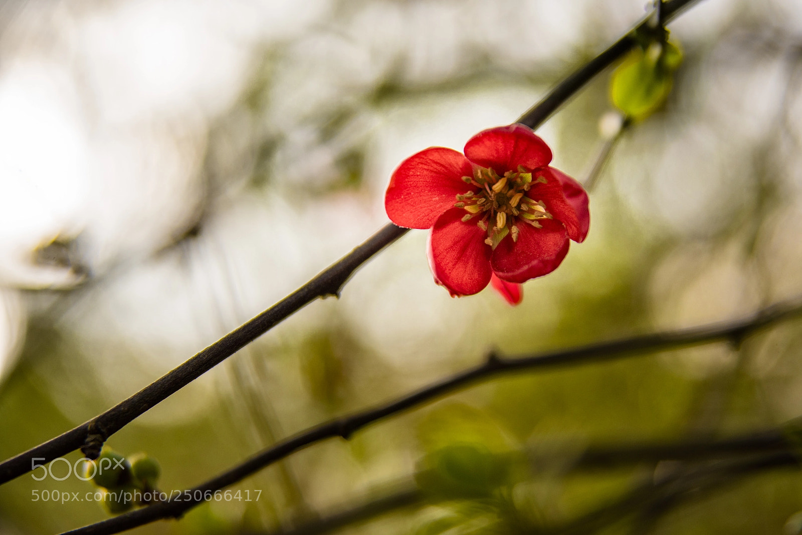 Nikon D750 sample photo. Red flower photography