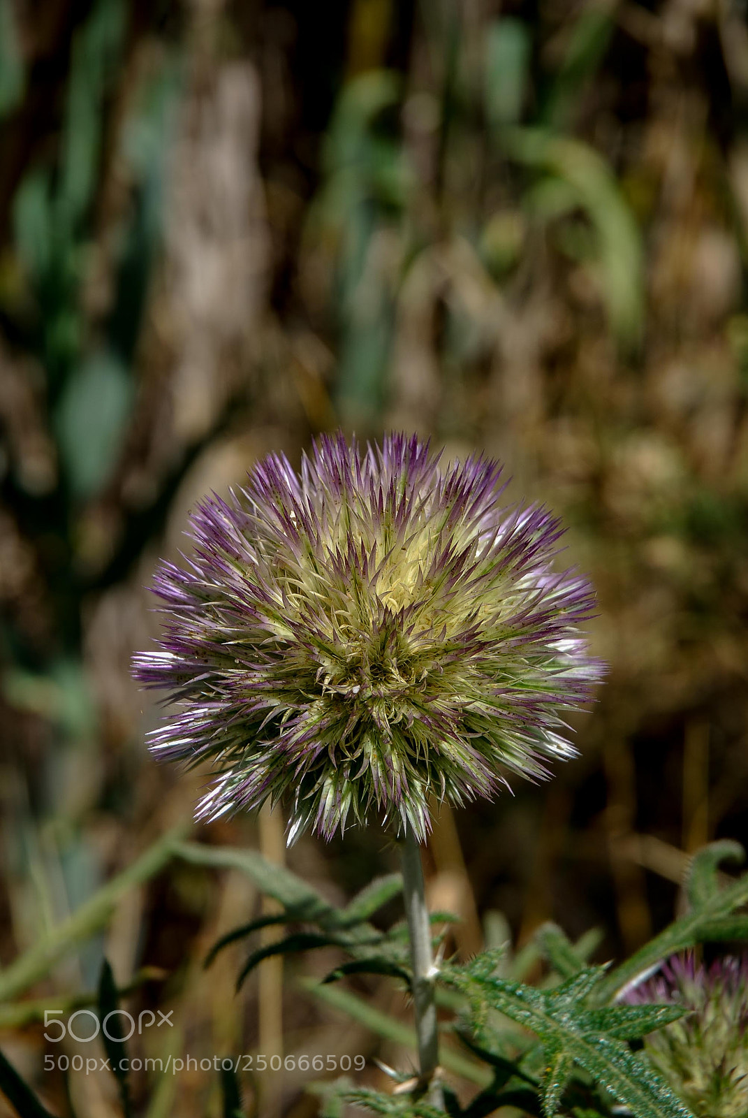 Nikon D80 sample photo. Flora vicentina photography