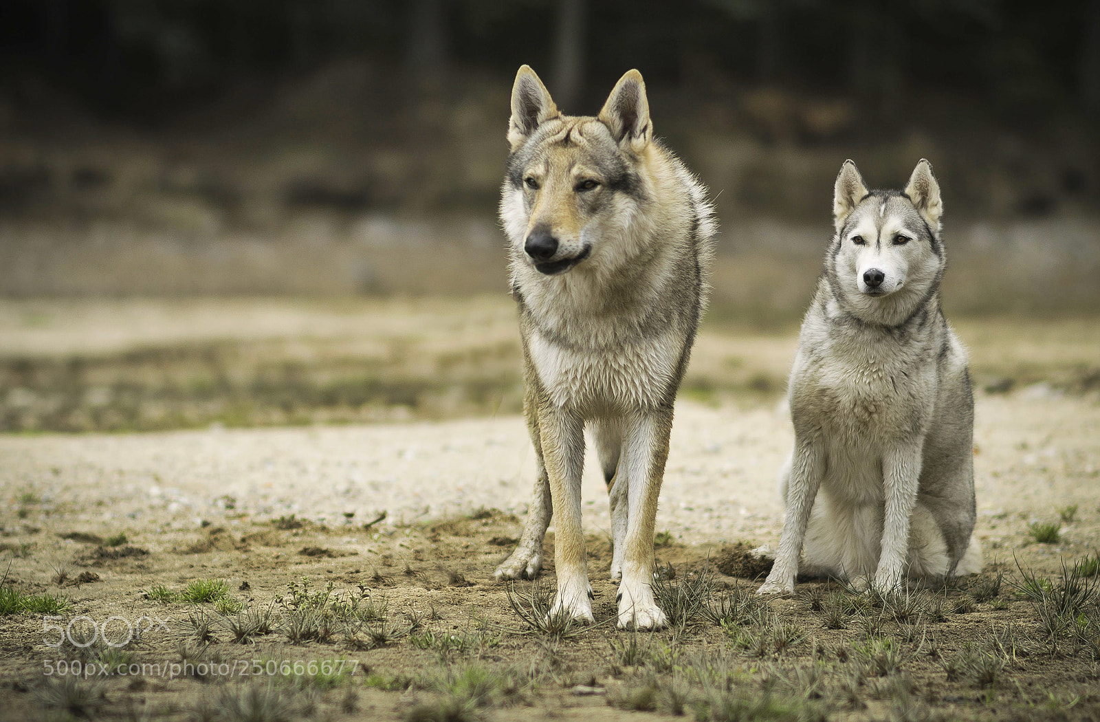 Nikon D3200 sample photo. Wolf dog and husky photography