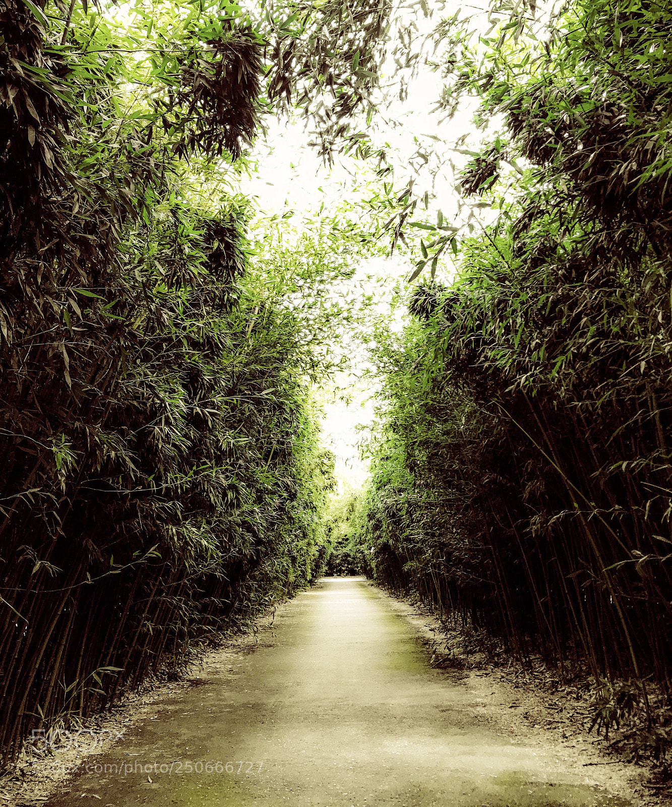 Apple iPhone 7 sample photo. Bamboo labyrinth ? photography