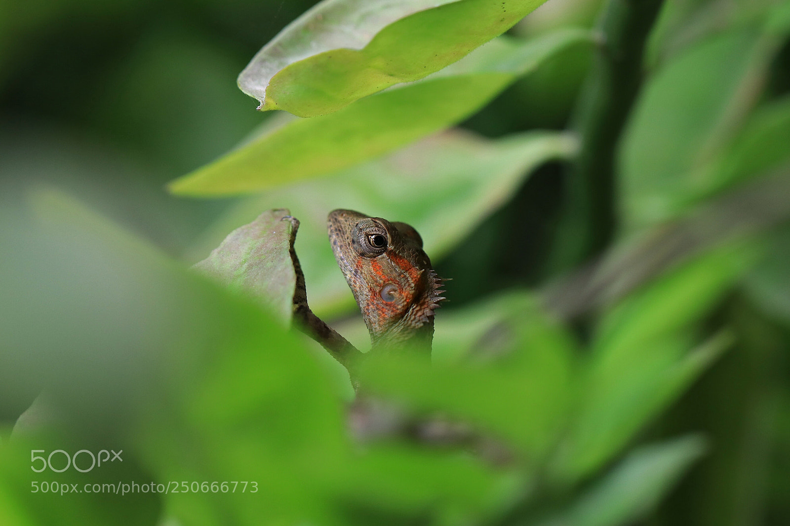 Canon EOS 80D sample photo. Chameleon photography