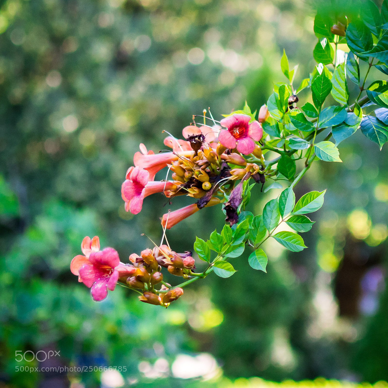 Nikon D7200 sample photo. Flower.jpg photography
