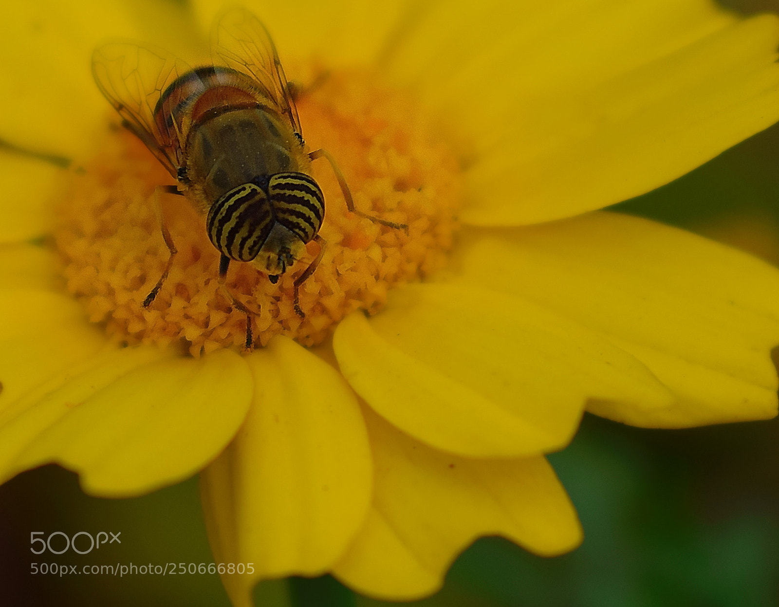 Nikon D5300 sample photo. Bee photography