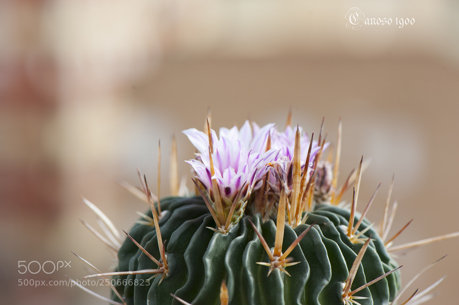Nikon D700 sample photo. Cactus photography