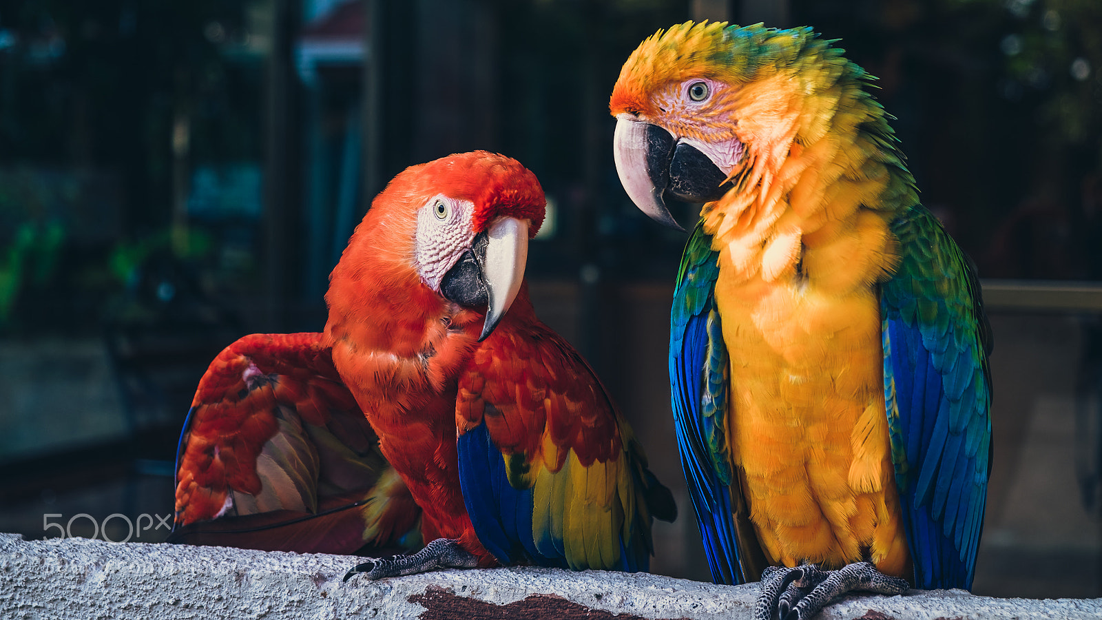 Fujifilm X-T10 sample photo. Costa rica | parrots | monteverde photography