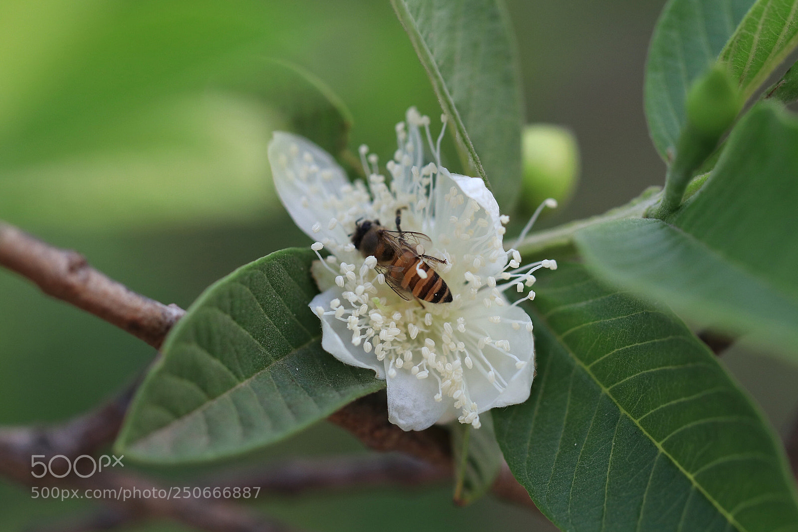 Canon EOS 80D sample photo. Sleeping bee photography