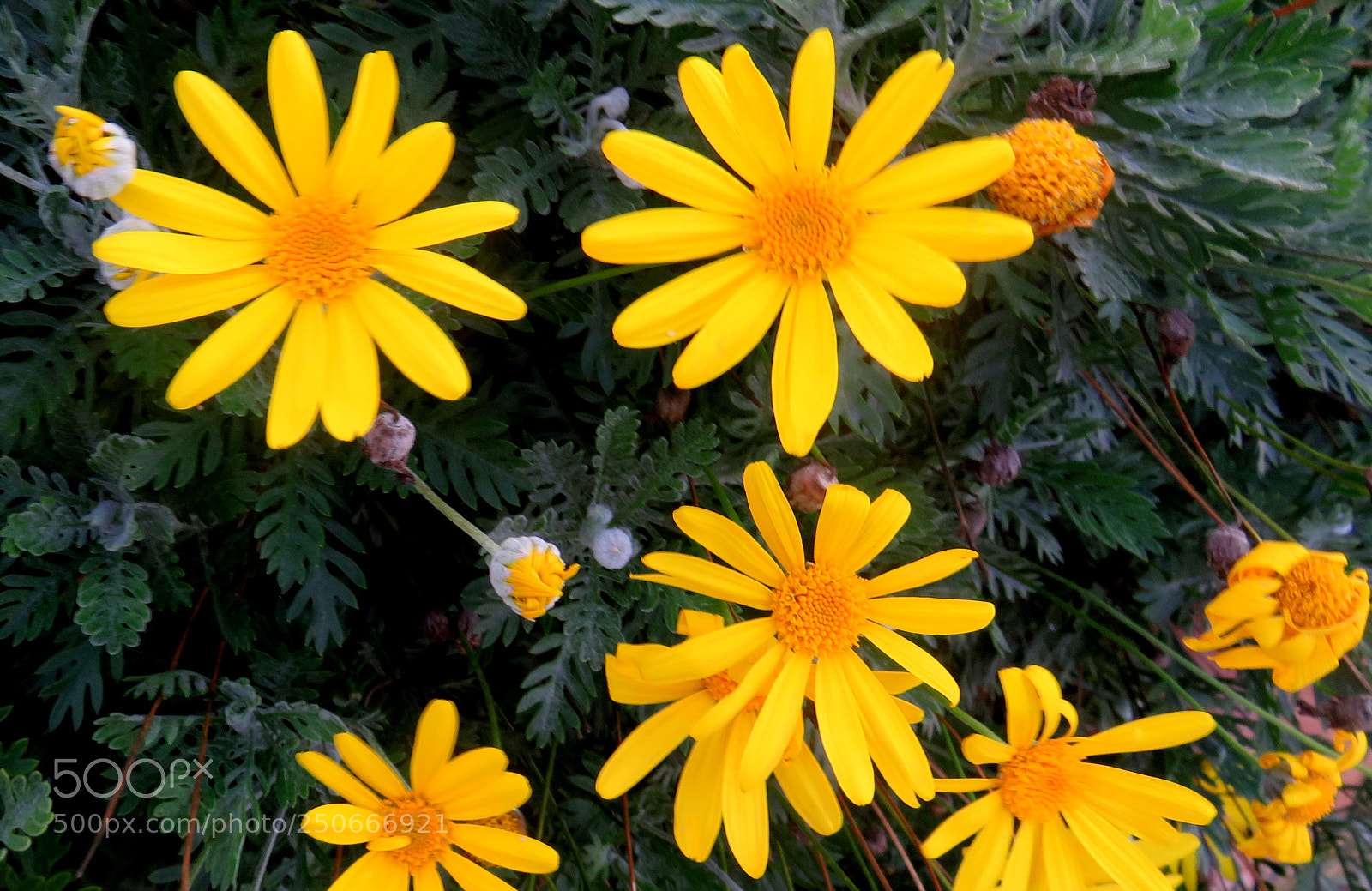 Canon PowerShot SX710 HS sample photo. Img photography
