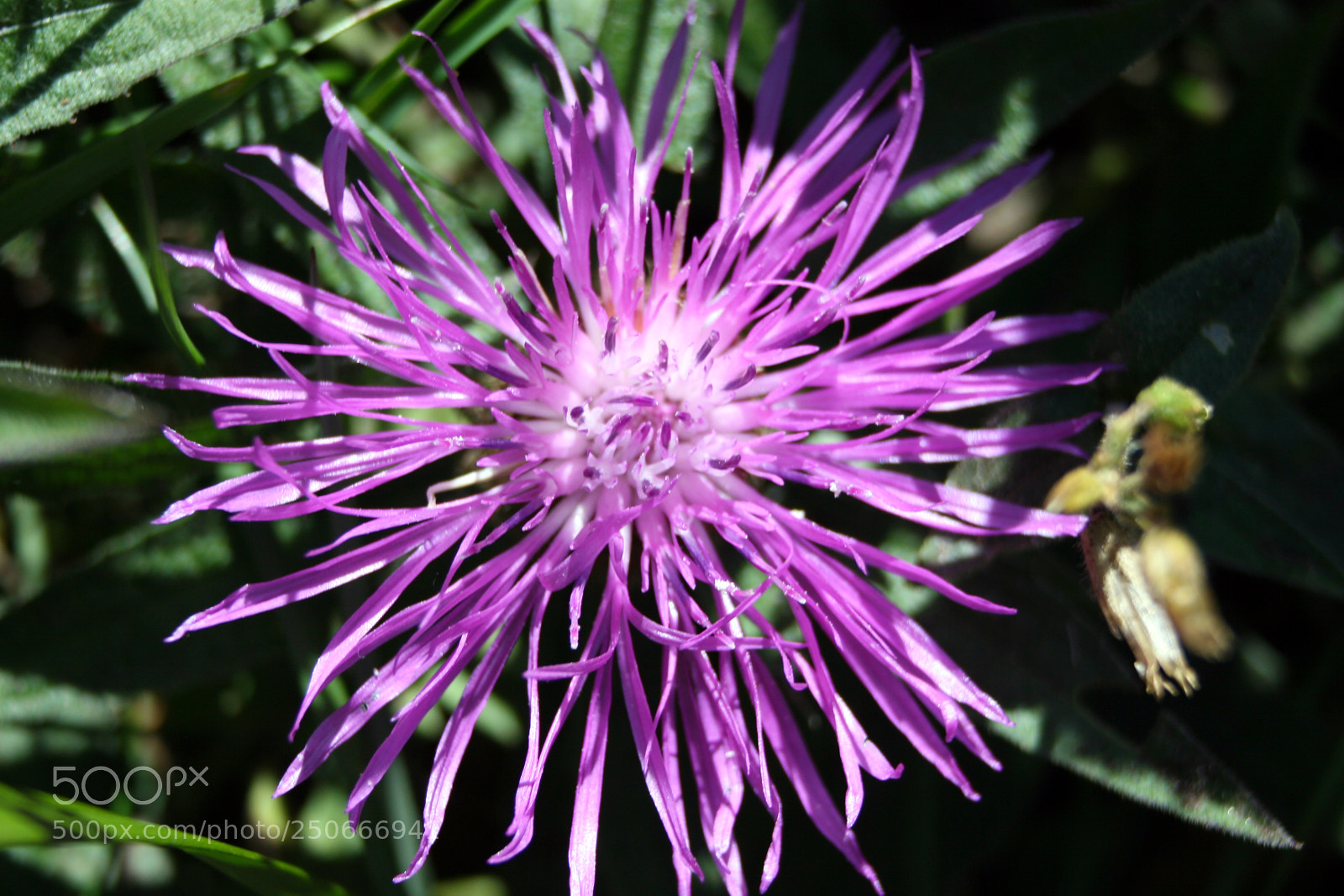 Canon EOS 30D sample photo. Mountain flower photography
