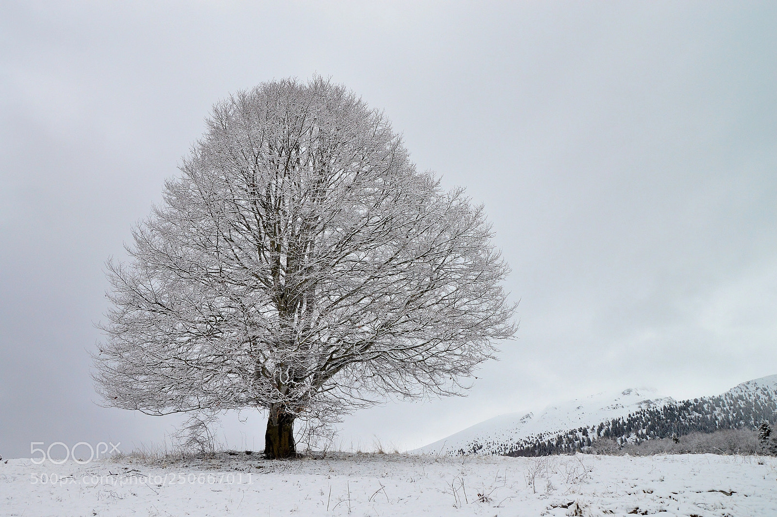 Nikon D3200 sample photo. Solitario photography