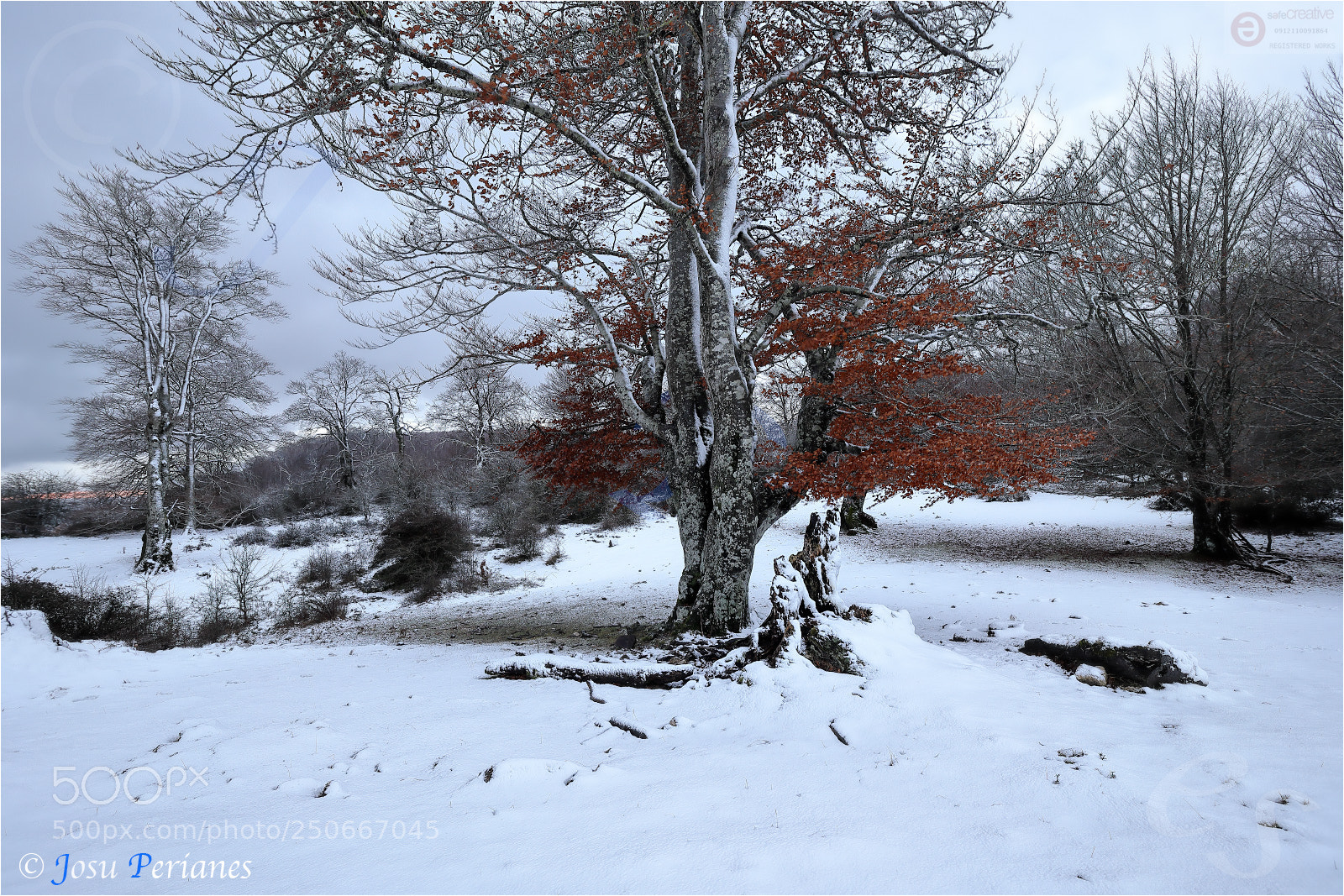 Canon EOS 5D Mark IV sample photo. Una pl cida ma photography