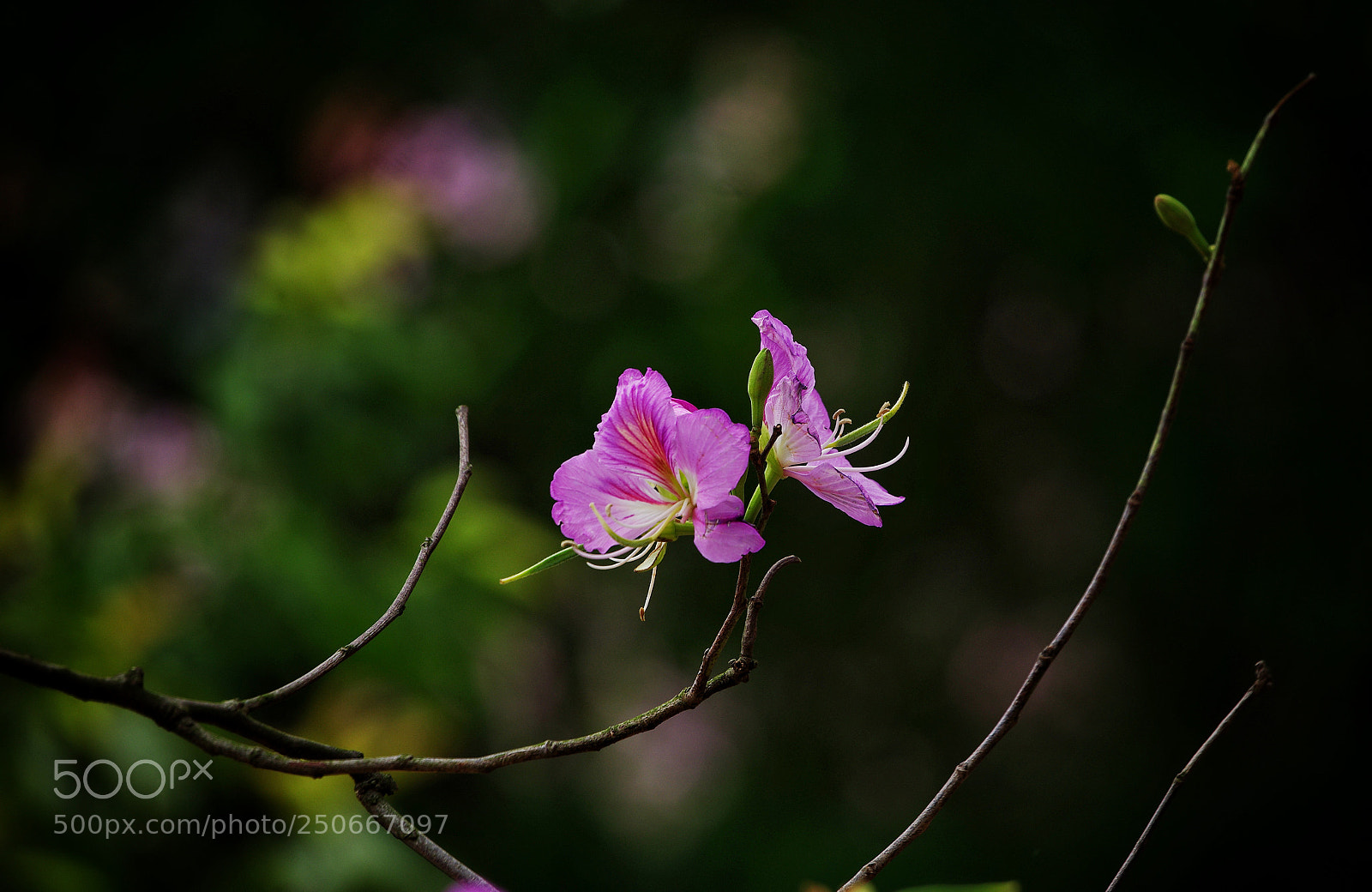 Pentax K-5 sample photo. Spring photography