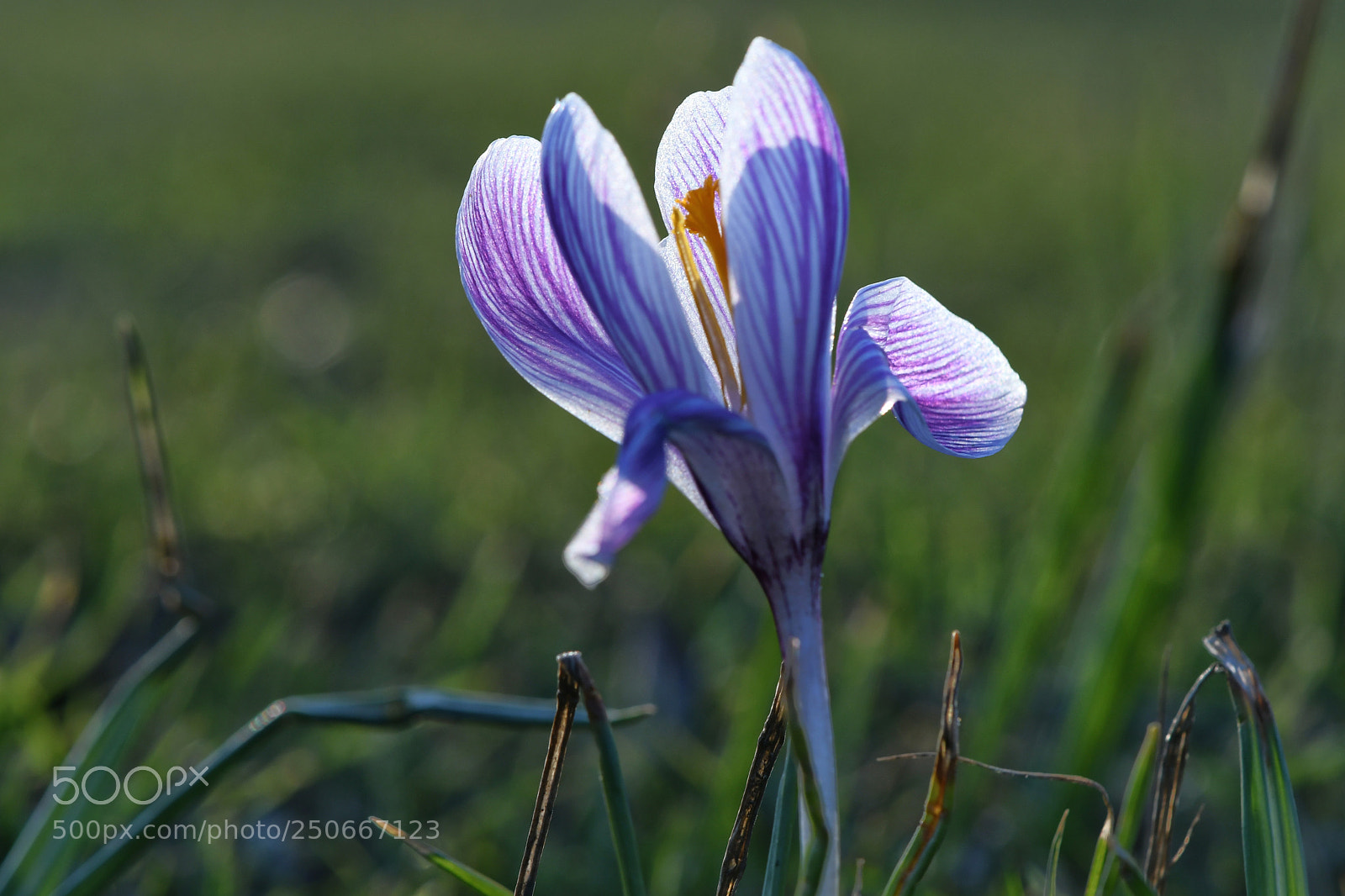 Nikon D7500 sample photo. Spring photography