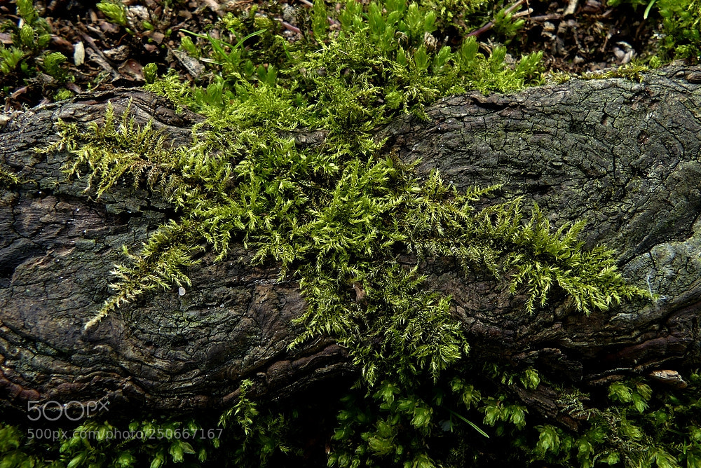 Panasonic Lumix DMC-FZ300 sample photo. Green photography