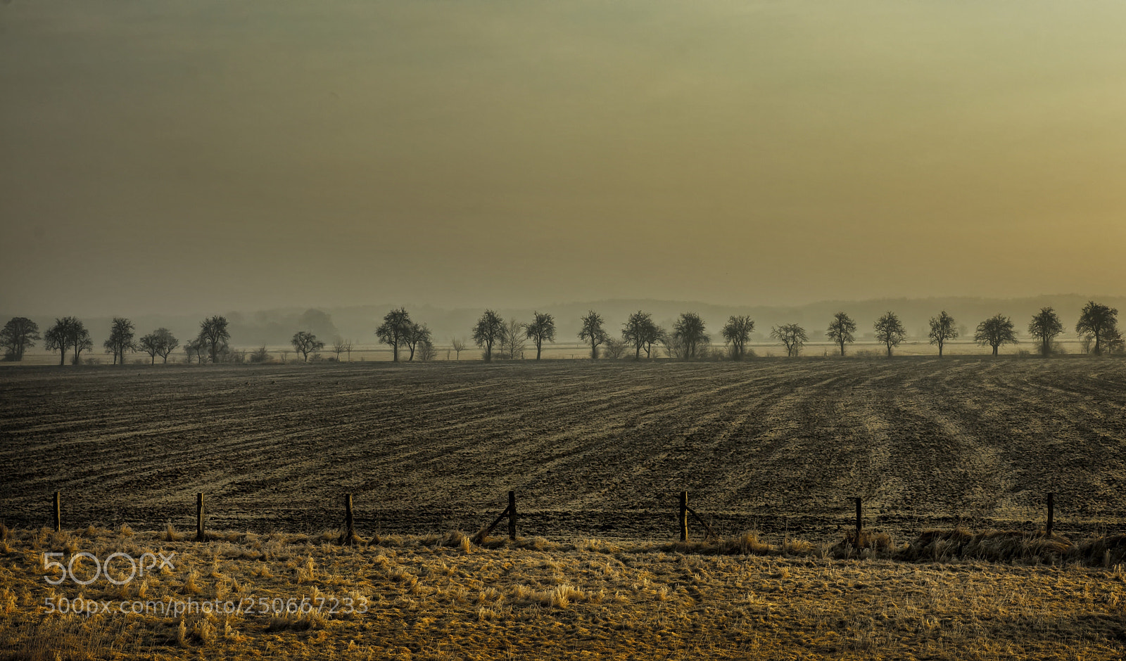 Nikon D7100 sample photo. Avenue of appeltrees photography