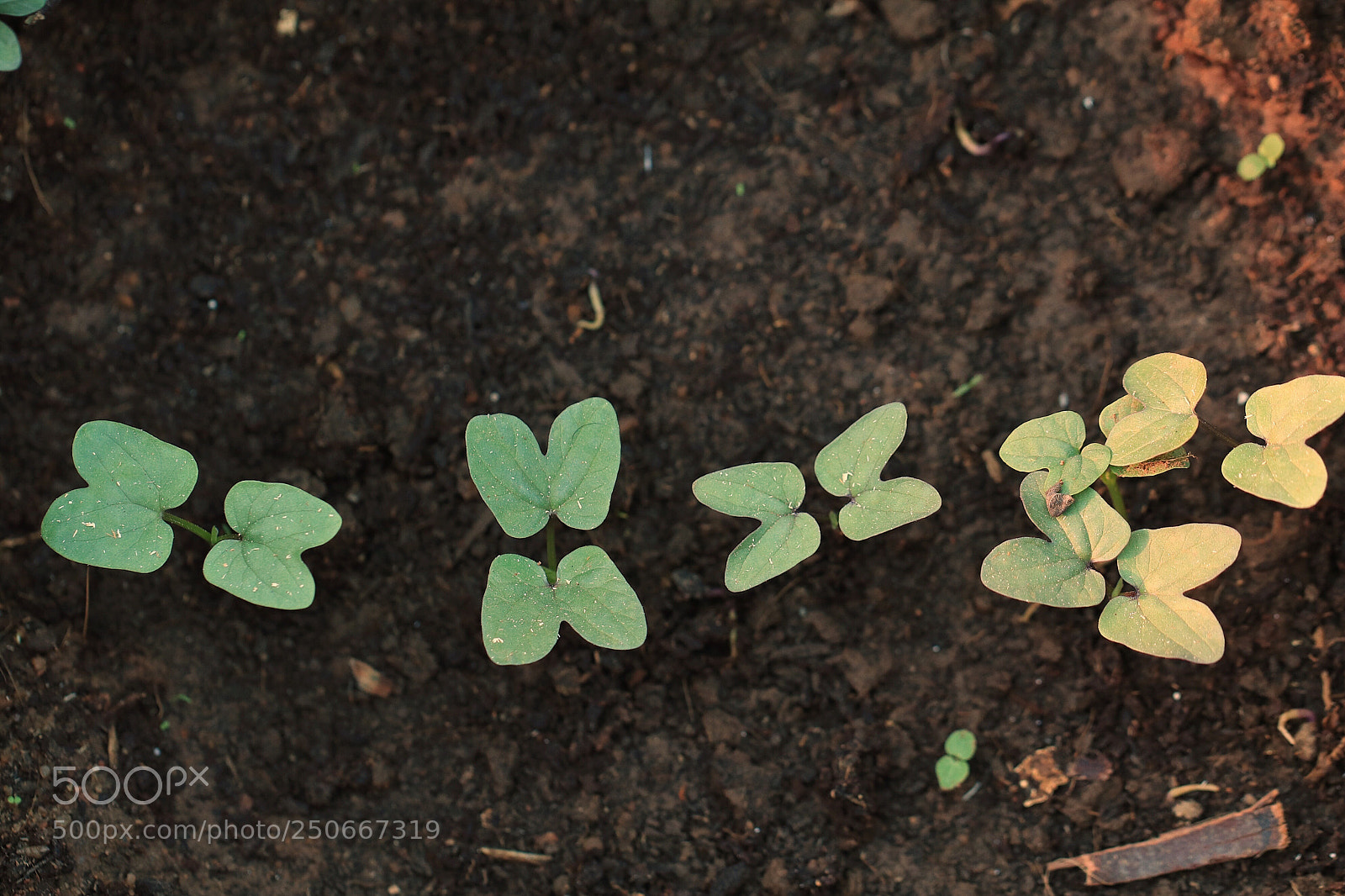 Canon EOS 80D sample photo. March photography