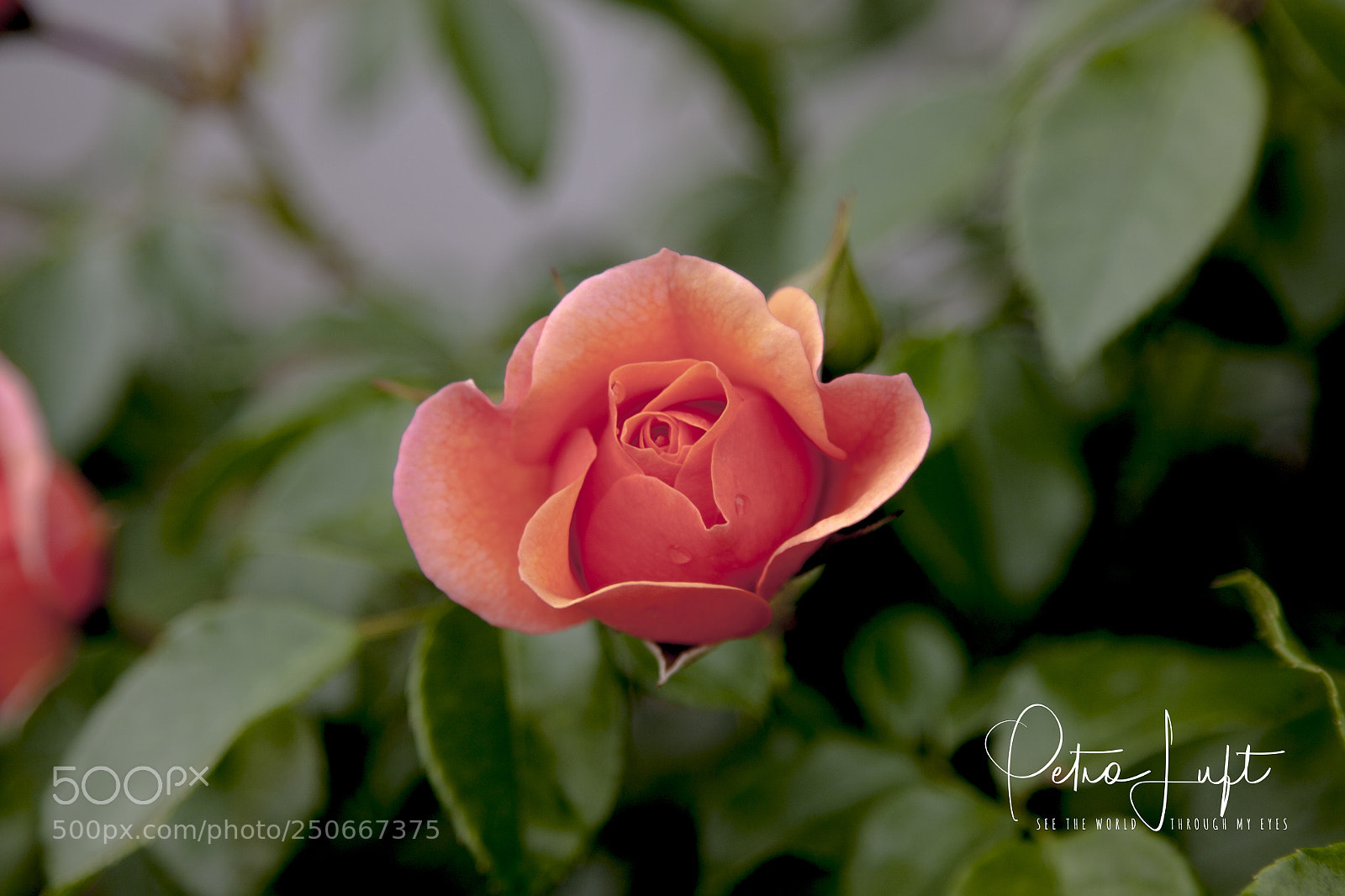 Canon EOS 50D sample photo. Perfect rose photography