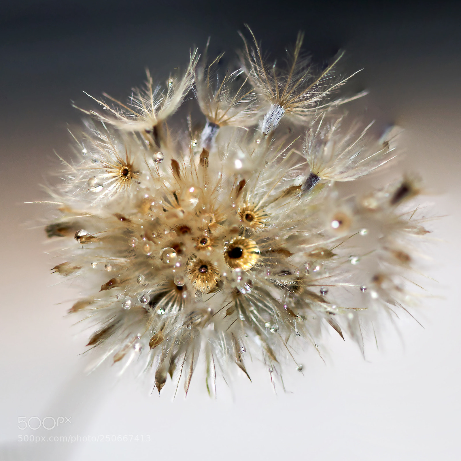 Canon EOS 6D Mark II sample photo. Dandelion & dewdrops photography