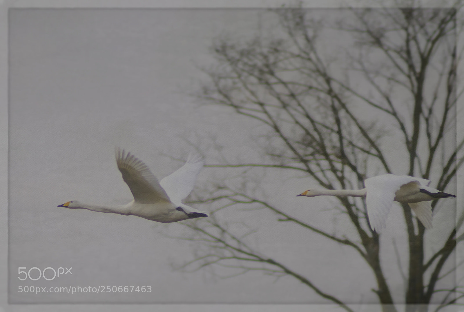 Sony ILCA-77M2 sample photo. Swans photography