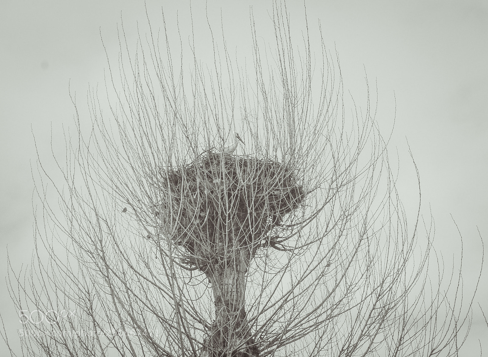 Canon EOS 40D sample photo. Gimonde photography