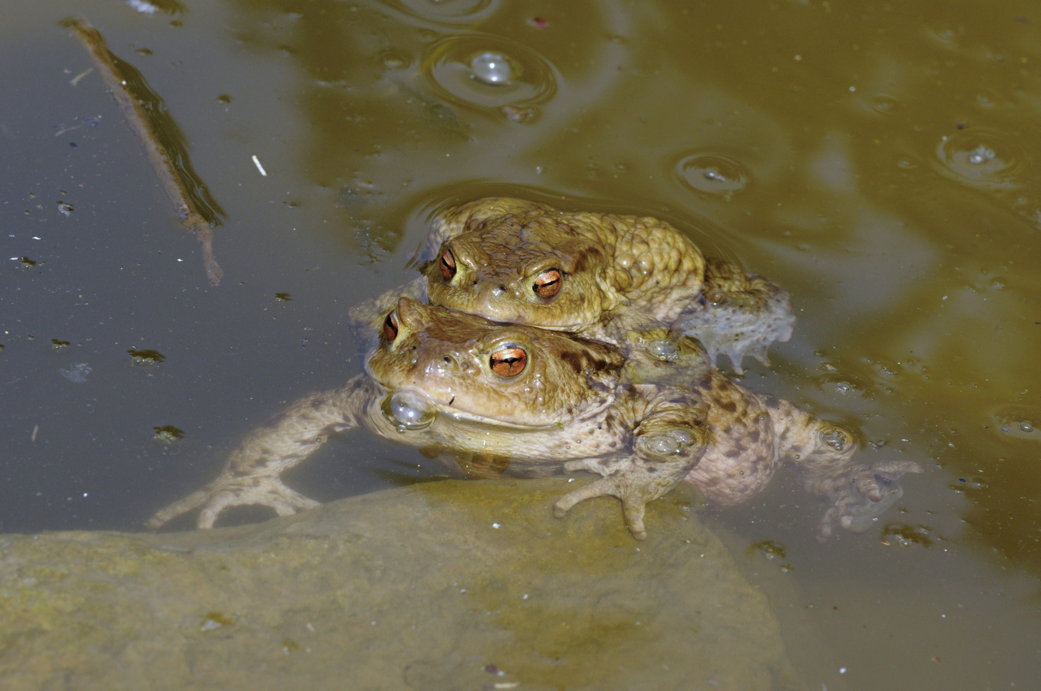 Nikon D90 sample photo. Common toad (bufo bufo) photography