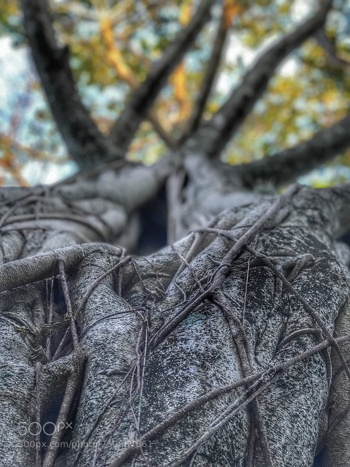 Apple iPhone 7 Plus sample photo. Up the stump photography
