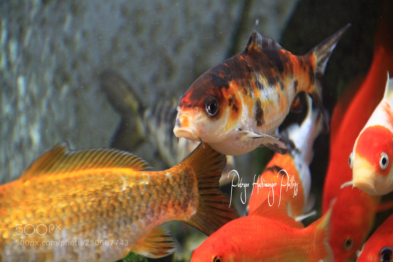 Canon EOS 50D sample photo. Untitled photography