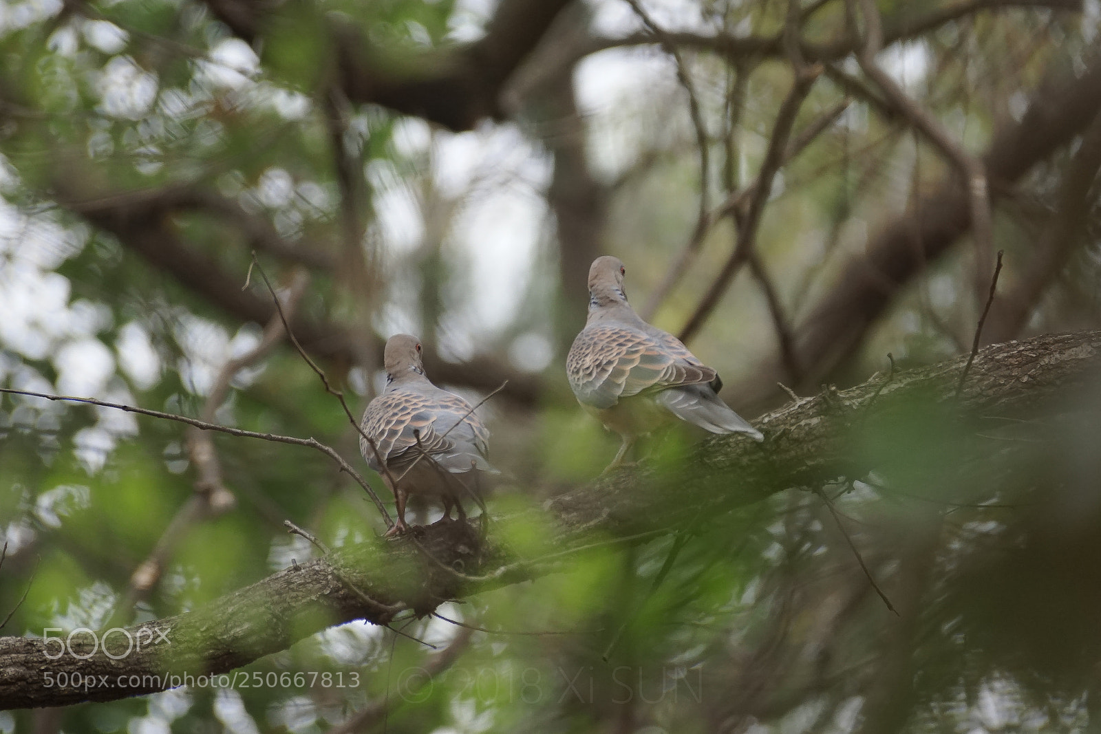 Sony SLT-A68 sample photo. Dove photography