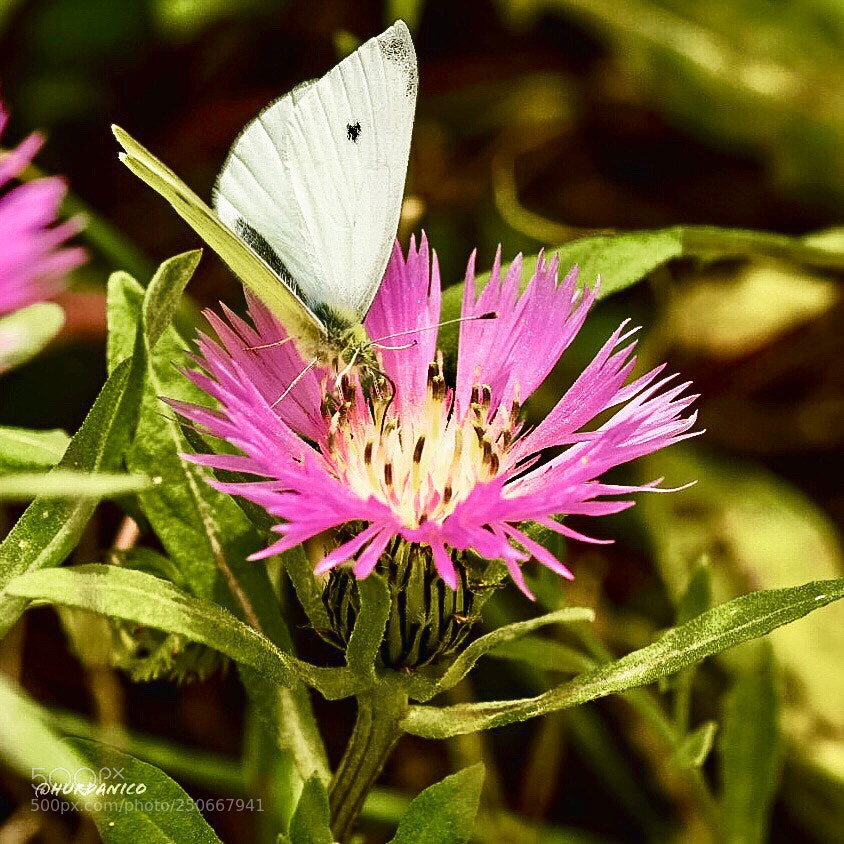 Nikon D5300 sample photo. White travel photography