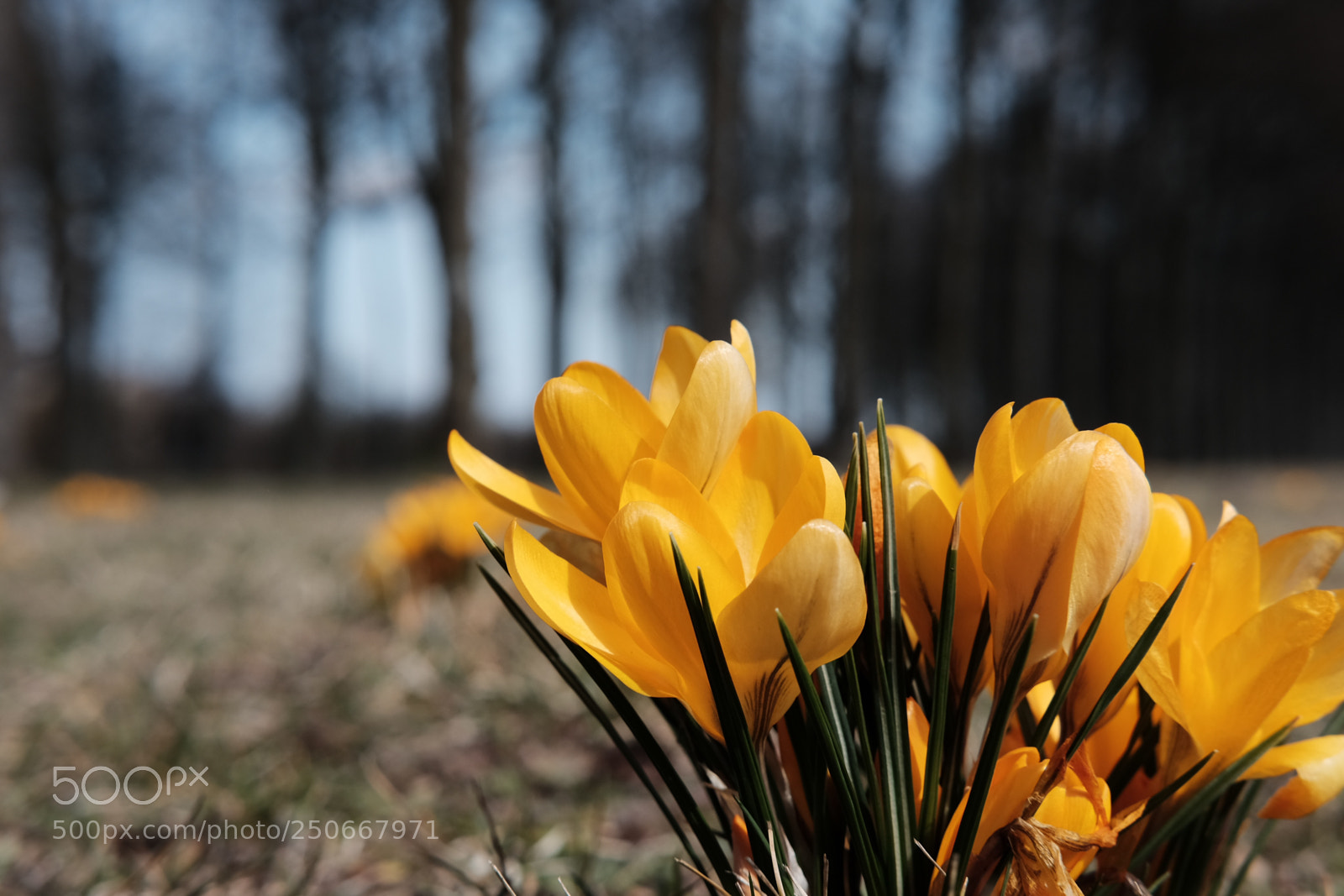 Fujifilm X-T1 sample photo. Endlich frühling! photography