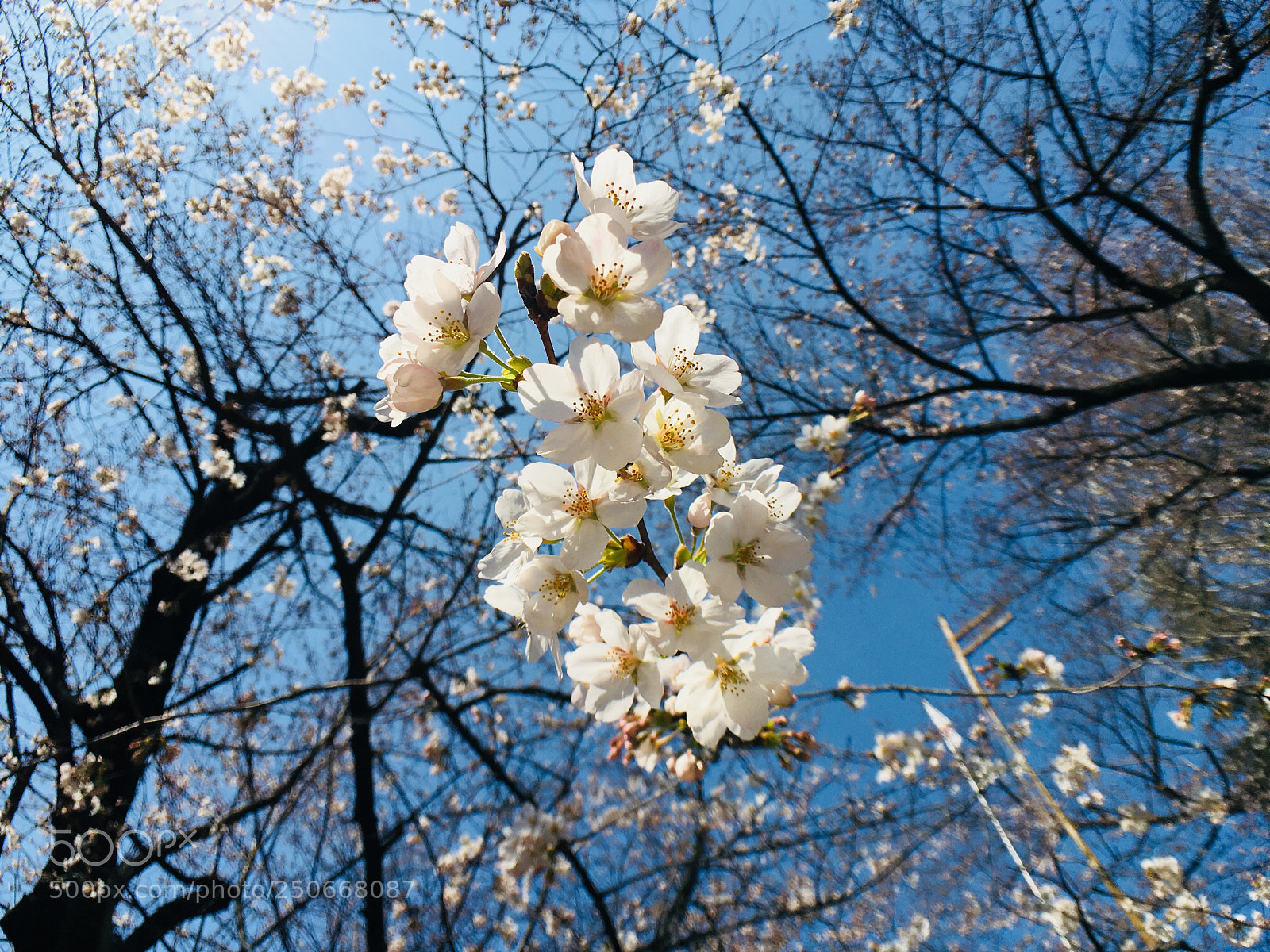 Apple iPhone 6s Plus sample photo. Sakura photography