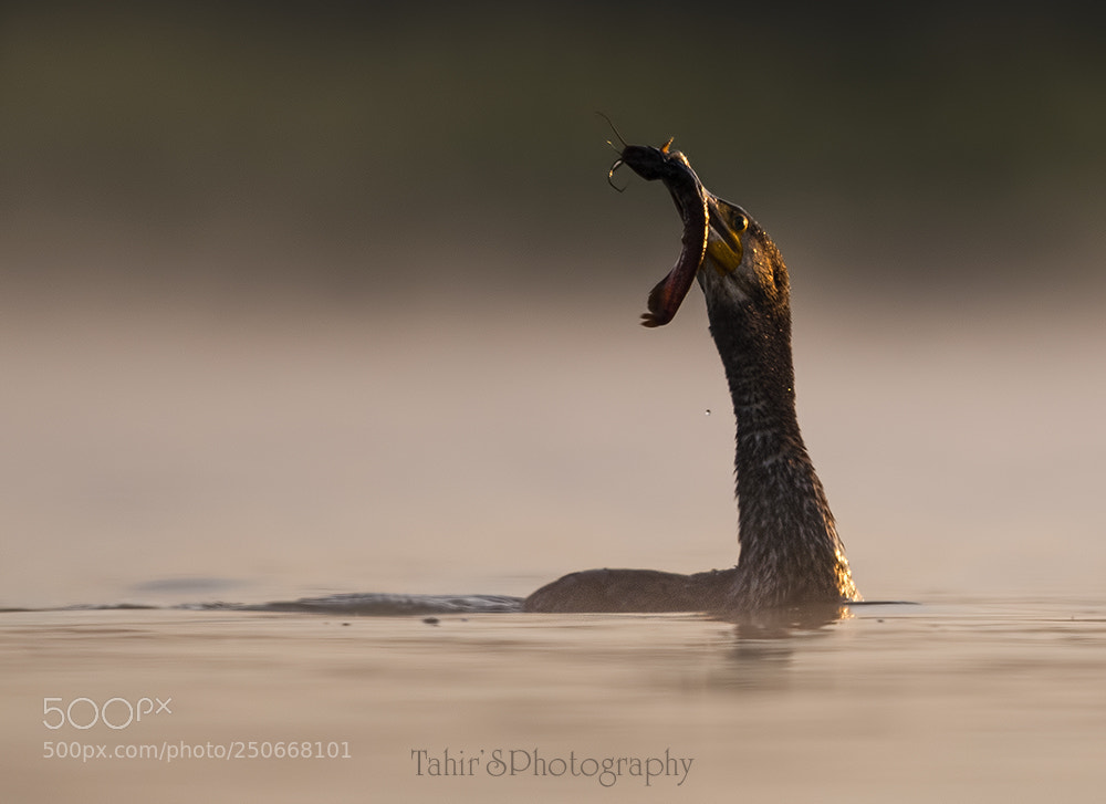 Nikon D500 sample photo. Great cormorant photography